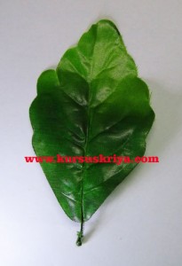 daun imitasi bunga matahari plastik (mbs135)